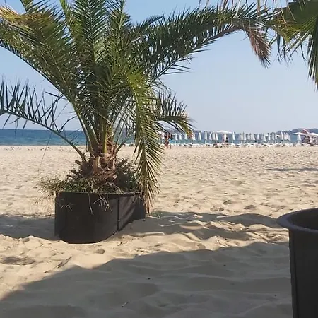 Rose Nesebar *
